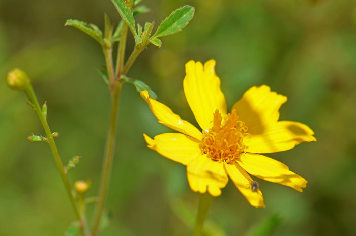 Lemmon’s Marigold has green leaves up to four inches (10 cm) long; they are pinnately lobed, linear to lanceolate. Tagetes lemmonii